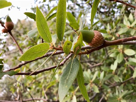 Unique trees of north texas: Quercus wislizeni, interior live oak | Trees of Stanford ...