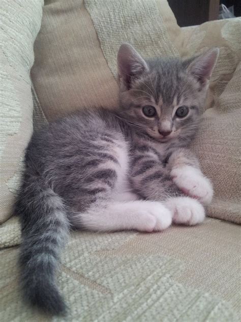 Pin By Shar Star Baird On Animals Grey Tabby Cats Grey Tabby Kittens