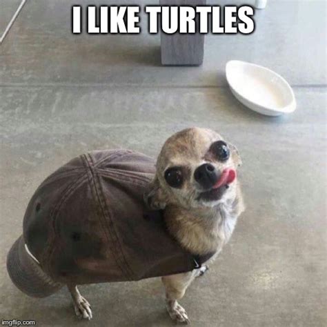 I Like Turtles Imgflip