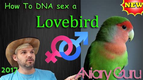 How To Sex Lovebirds Dna Sex Lovebird Love Bird Care 2017 Youtube