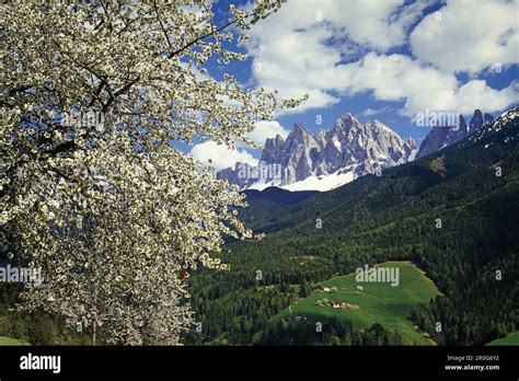Cherry Blossom View To Le Odle Val Di Funes Dolomite Alps South