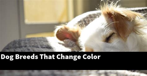 Dog Breeds That Change Color Puptopics