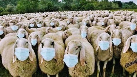 S Is For Sheeple An Incomplete Glossary Of Conspiracy Theory Slang