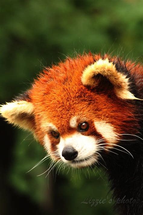 T Rained C By Lizziesphotos Red Panda Cute Cute Wild Animals