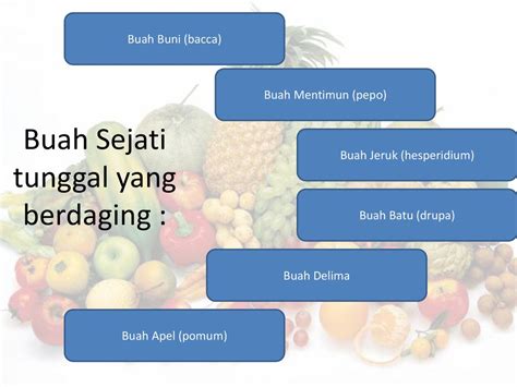 45 Contoh Buah Sejati Tunggal Yang Berdaging Terbaru Informasi