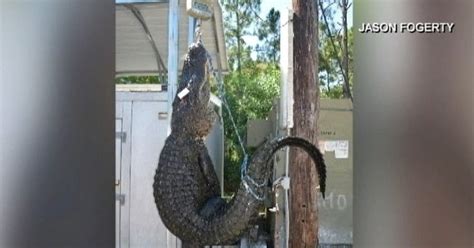 13 foot alligator captured by florida deputy