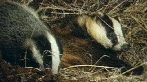 Badger Cull Dropped In Government U Turn Itv News Wales