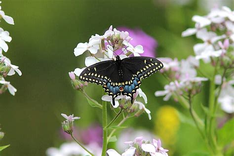 Black Swallowtail Butterfly By Linda Crockett Redbubble