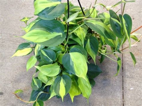 Heart leaf philodendron is an epiphytic and epilithic species of philodendron. 10 Indoor Plants That Are So Easy To Take Care Of