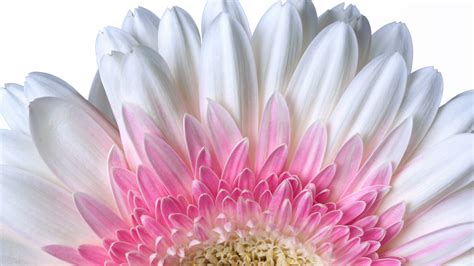 Download Wallpaper X Petals Close Up Flower White Gerbera Dual Wide X