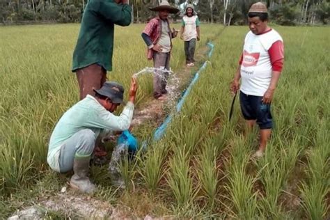 Rumahtangga petani padi sawah di. 20+ Kartun Petani Di Sawah - Gambar Kartun Ku