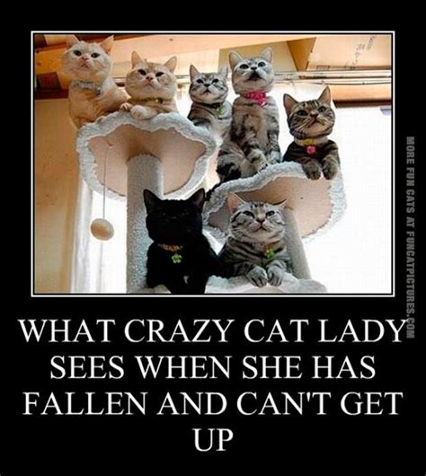 Crazy Cat Lady Archives Fun Cat Pictures
