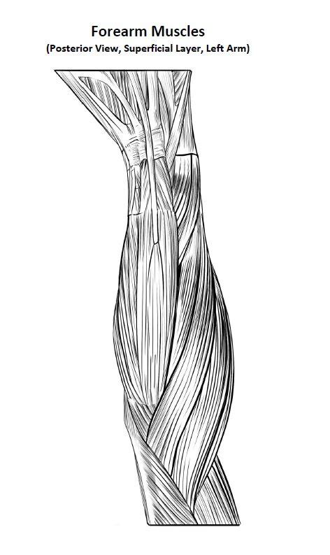 Forearm Muscles Posterior View Superficial Layer Left Arm Diagram