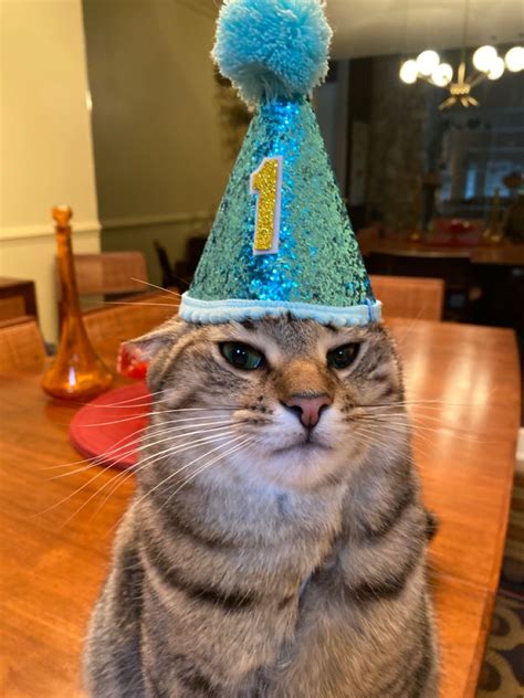 Cat With Birthday Hat
