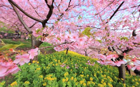 Cherry Blossom Wallpapers Wallpaper Cave