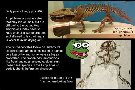 Daily Paleontology Post 37 Basal Amphibians And The First Frogs R