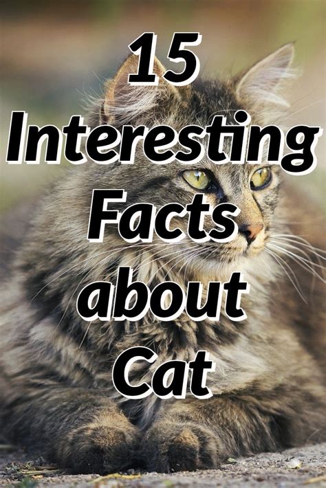 15 Interesting Facts About Cats In 2020 Cat Facts Fun Facts Fun