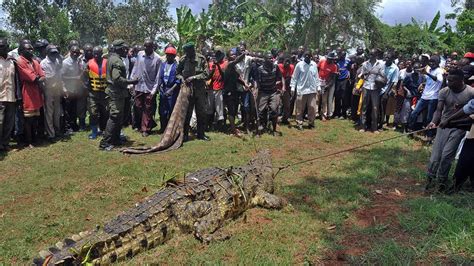 giant man eating crocodile captured in uganda world news sky news