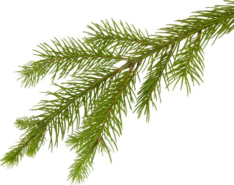 Download Free Png Fir Tree Png Images Transparent Tra