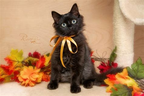 Adopt Voodoo Avail 1010 On Petfinder Cat Adoption Pet Adoption