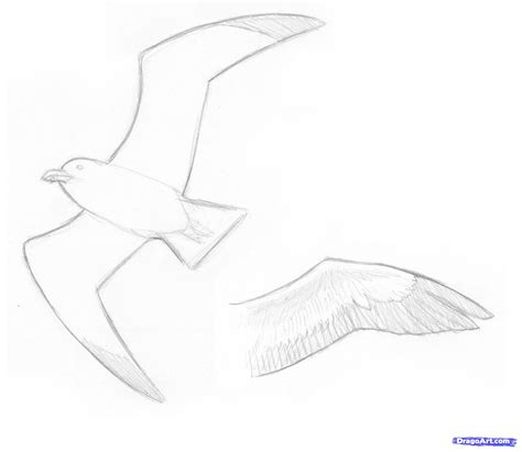 How To Draw Seagulls Step By Step Birds Animals Free Online