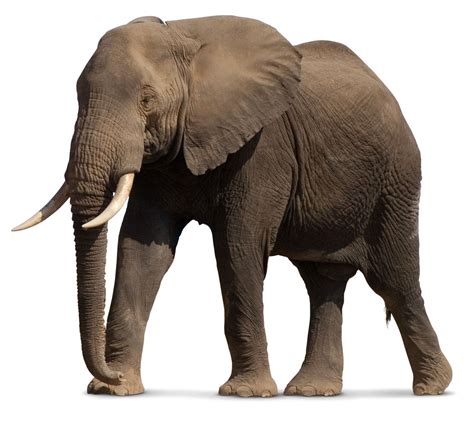 African Elephant Png File Png Svg Clip Art For Web Download Clip Art