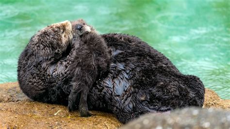 Photos Sea Otter Births Pup Inside Monterey Bay Aquariums Tide Pool