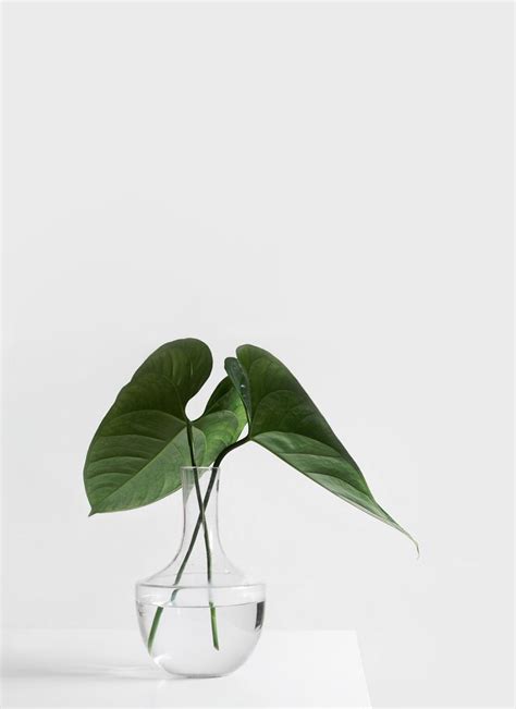 Minimal Plants Plant Aesthetic Plant Photography