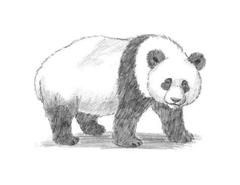 How To Draw A Giant Panda Step By Step Easy