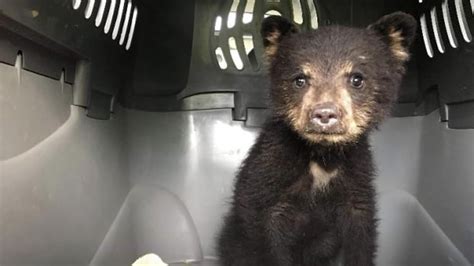Orphaned Bear Cub Rescued Near Lillooet After Mother Shot By Hunter Cbc News