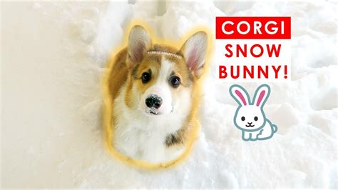 Cute Corgi Dog Snow Bunny First Time Discovering Snow Youtube