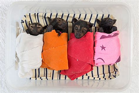 Spectacled Flying Fox Babies Stock Image C0406476 Science Photo
