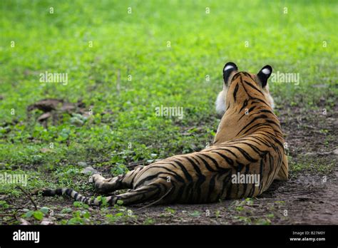 Tiger Ears Endangered Hi Res Stock Photography And Images Alamy
