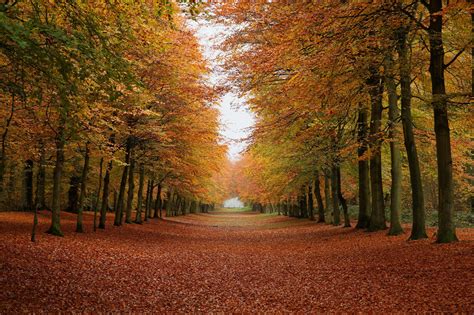 Autumn Forest Photos / Wallpaper / Desktop Backgrounds