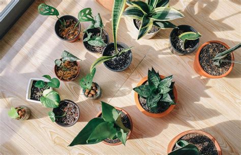 Pros And Cons Of Waxy Leaf Houseplants The Ultimate Guide