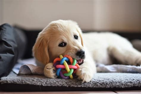 Dog Chewing Problems Why They Chew And How To Stop Them Santa Cruz Vet