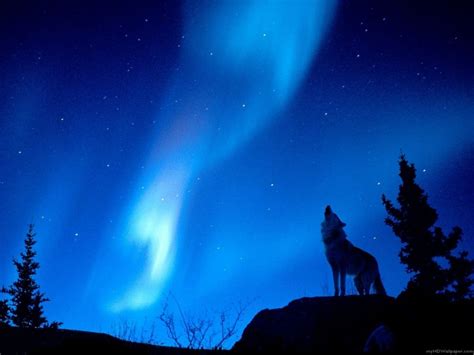 Aurora Boreali Picture Wolf Howling Wolf Howling Aurora Borealis