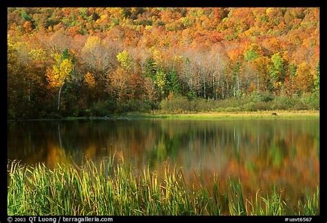 Picturephoto Hill In Fall Colors Reflected In A Pond Vermont New