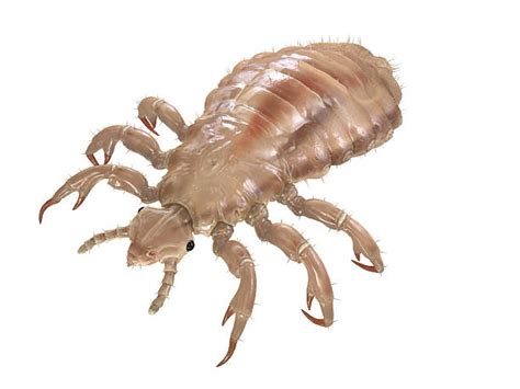 6000 Louse Stock Photos Pictures And Royalty Free Images Istock