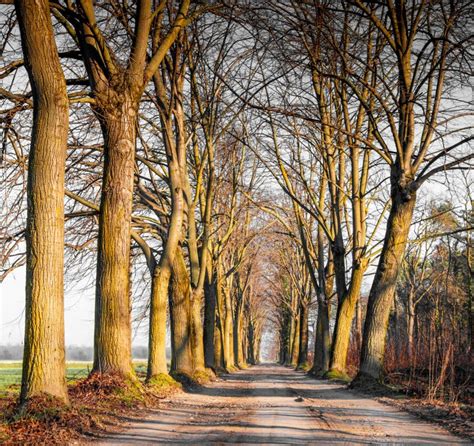 Tree Lined Street In Autumn Stock Photo Image Of Walk Trees 98933694