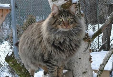Norwegian Forest Cat Description Features Care And Price Of A