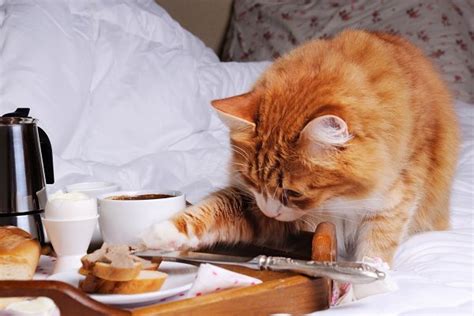 Cat Stealing Food High Quality Animal Stock Photos ~ Creative Market