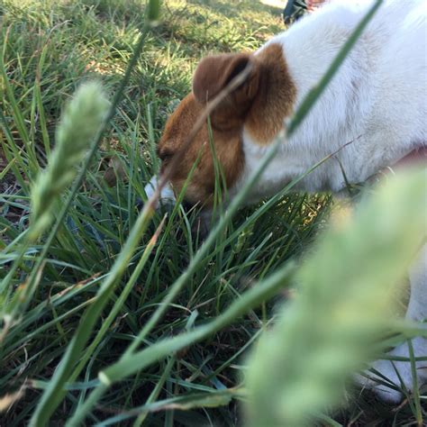 The vetinfo website speculates that when your cat eats grass it cleans out his digestive system. Why Dogs Eat Grass | Why Cats Eat Grass | Walkerville Vet