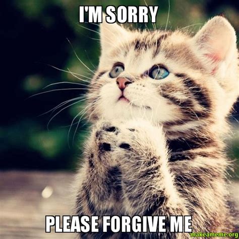 Im Sorry Please Forgive Me 3 Random Funny Cat