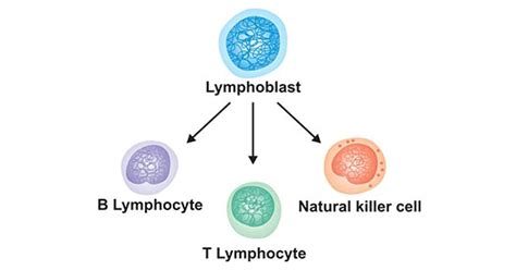 Get An Overview Of Lymphocytes Cytokines Cusabio