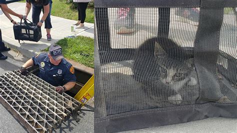 Police Officers Rescue Kitten Trapped In Storm Drain In Lindenhurst Long Island Abc7 New York