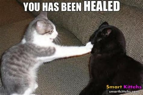 Kitty Energy Healing With Images Funny Laugh Funny Cats Funny Cat