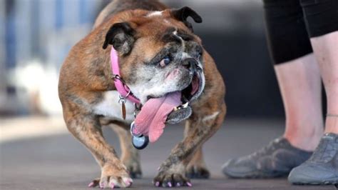 Muere Zsa Zsa La Bulldog Elegida El Perro Más Feo Del Mundo De 2018