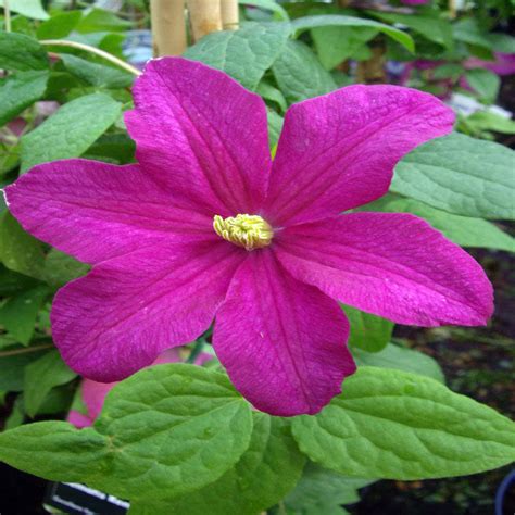 Check spelling or type a new query. clematis remembrance memorial plant gift by giftaplant ...