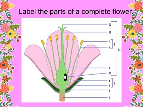 Most flowers have both male and female reproductive organs. Reproductive parts of plants- J.Dael